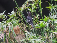 Amblyospiza albifrons