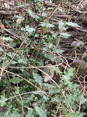 Rattus norvegicus