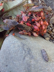 Dysdercus bimaculatus