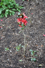 Camellia × williamsii