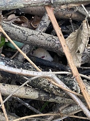 Rattus norvegicus