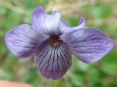 Viola langsdorffii