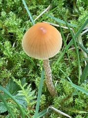 Galerina semilanceata