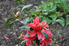 Camellia × williamsii