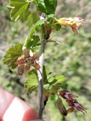 Ribes divaricatum