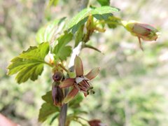 Ribes divaricatum