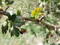 Ribes divaricatum