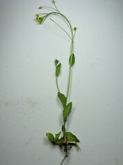 Draba nemorosa