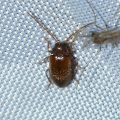 Ptilodactyla