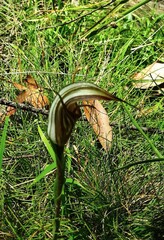 Pterostylis coccina