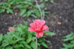 Camellia × williamsii