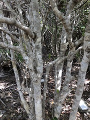 Drypetes diversifolia