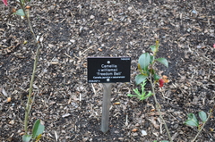 Camellia × williamsii