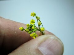 Draba nemorosa