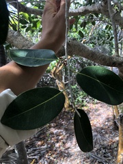 Drypetes diversifolia