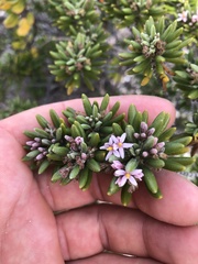 Strumpfia maritima