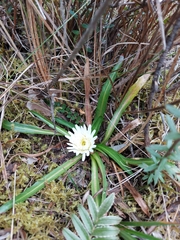 Hypochaeris sessiliflora
