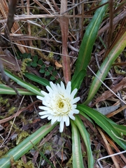 Hypochaeris sessiliflora