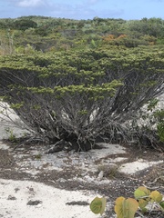 Strumpfia maritima