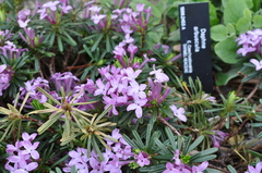 Daphne arbuscula
