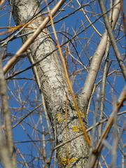 Salix × fragilis vitellina