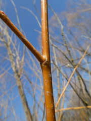 Salix × fragilis vitellina