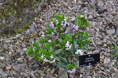 Daphne tangutica