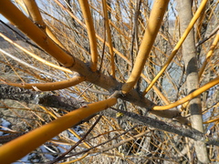 Salix × fragilis vitellina