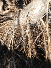 Salix × fragilis vitellina