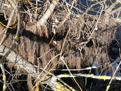 Salix × fragilis vitellina