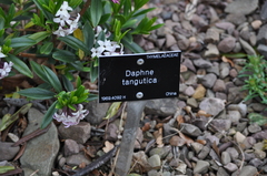 Daphne tangutica