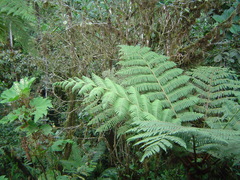 Lophosoria quadripinnata