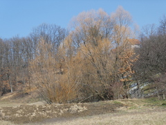 Salix × fragilis vitellina