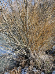 Salix × fragilis vitellina