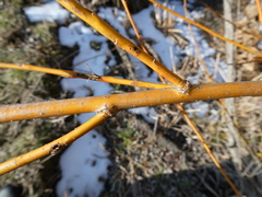 Salix × fragilis vitellina