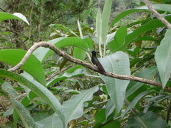 Boissonneaua jardini