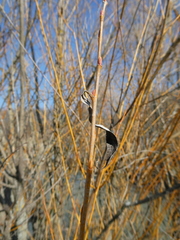Salix × fragilis vitellina