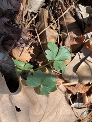 Sanicula canadensis