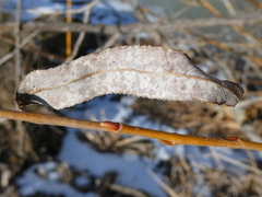 Salix × fragilis vitellina