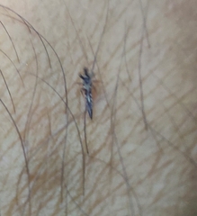 Klambothrips myopori