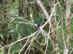 Boissonneaua jardini