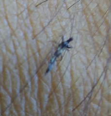 Klambothrips myopori