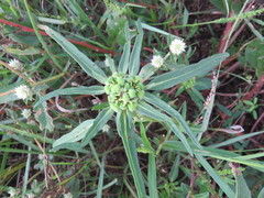 Euphorbia cuphosperma