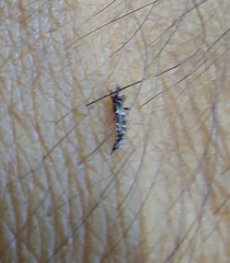 Klambothrips myopori