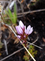 Gentianella corymbosa