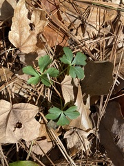 Sanicula canadensis