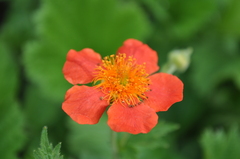 Geum coccineum