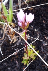 Gentianella corymbosa