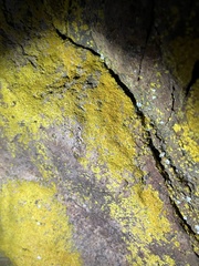 Chrysothrix candelaris