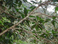 Boissonneaua flavescens